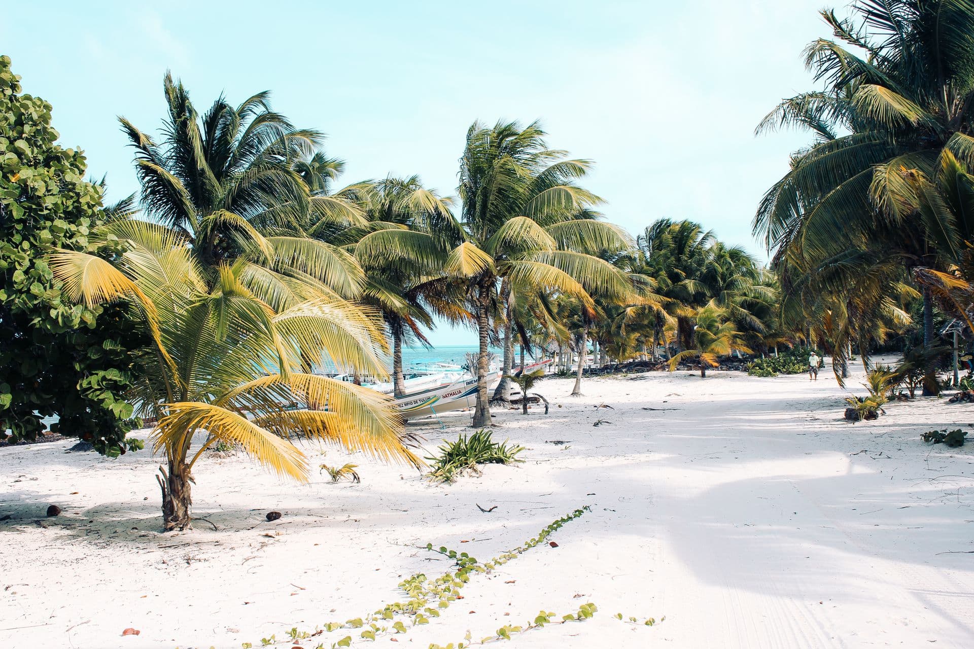 Palmeras junto al mar