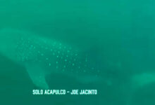 Tiburón ballena en Acapulco nadando en la bahía, mostrando su enorme tamaño y su presencia tranquila en las aguas de la región.