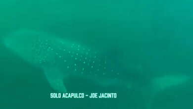 Tiburón ballena en Acapulco nadando en la bahía, mostrando su enorme tamaño y su presencia tranquila en las aguas de la región.