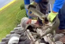 Iguanas verdes, negras o garrobos y nopilchis