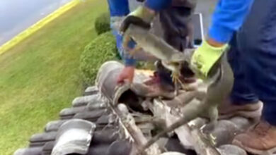 Iguanas verdes, negras o garrobos y nopilchis